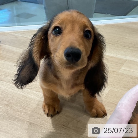ミニチュア・ダックスフンドの写真