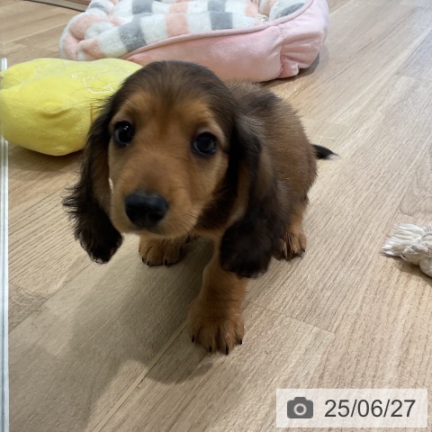 ミニチュア・ダックスフンドの写真