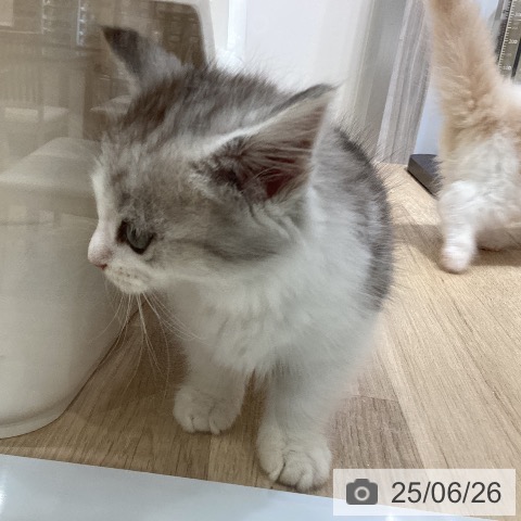 ミヌエットの写真