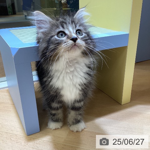 メインクーンの写真
