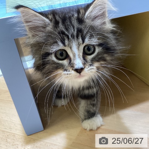 メインクーンの写真