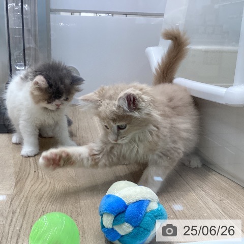 メインクーンの写真