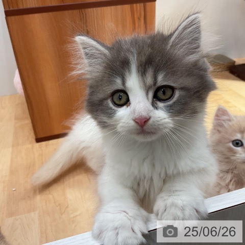スコティッシュフォールドの写真