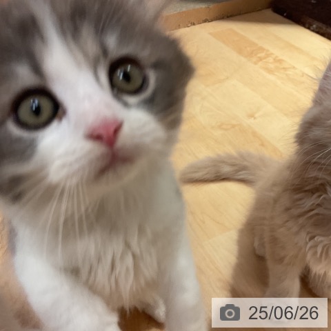 スコティッシュフォールドの写真