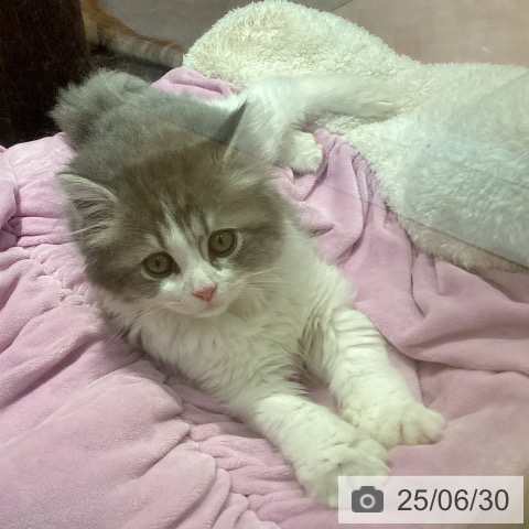 スコティッシュフォールドの写真