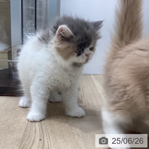 エキゾチックの写真