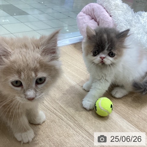エキゾチックの写真