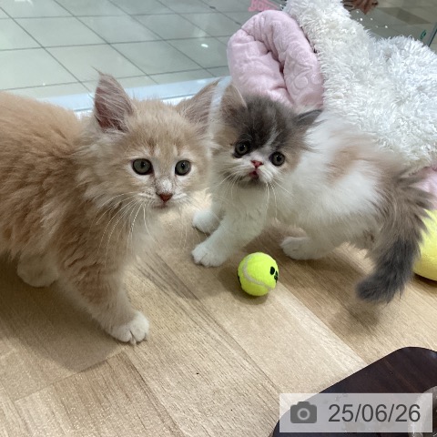 エキゾチックの写真