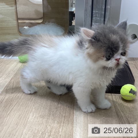 エキゾチックの写真
