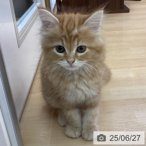 スコティッシュフォールドの写真