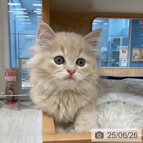 スコティッシュフォールドの写真