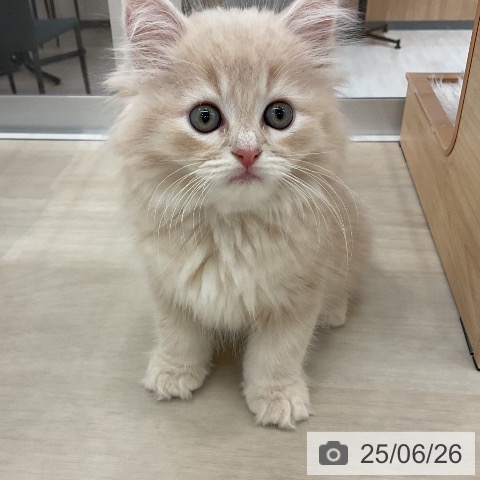 スコティッシュフォールドの写真