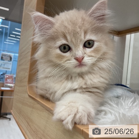 スコティッシュフォールドの写真