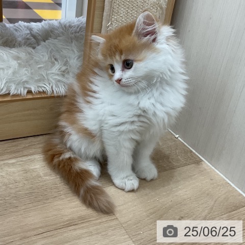 スコティッシュフォールドの写真