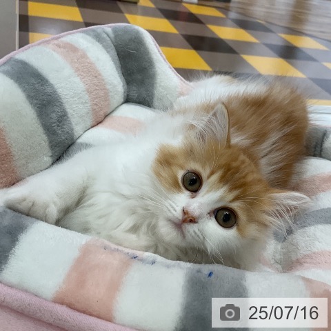 スコティッシュフォールドの写真