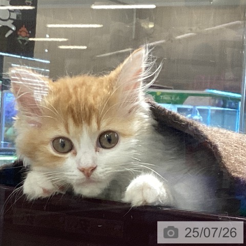 スコティッシュフォールドの写真