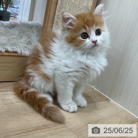 スコティッシュフォールドの写真
