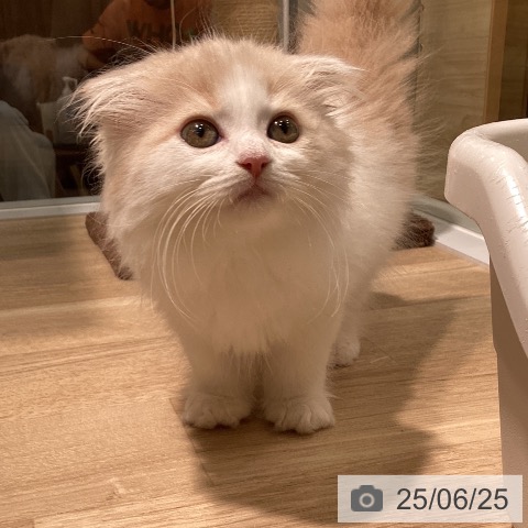 スコティッシュフォールドの写真