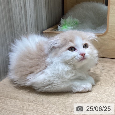 スコティッシュフォールドの写真