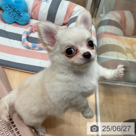 チワワの写真