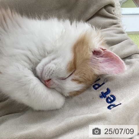 ラガマフィンの写真
