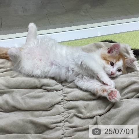 ラガマフィンの写真