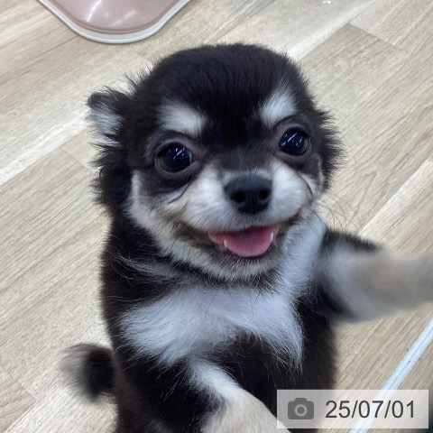 チワワの写真