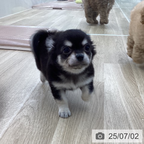 チワワの写真