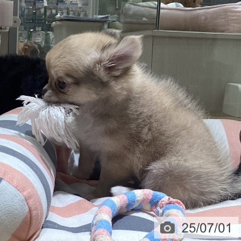 チワワの写真