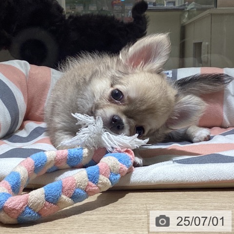 チワワの写真