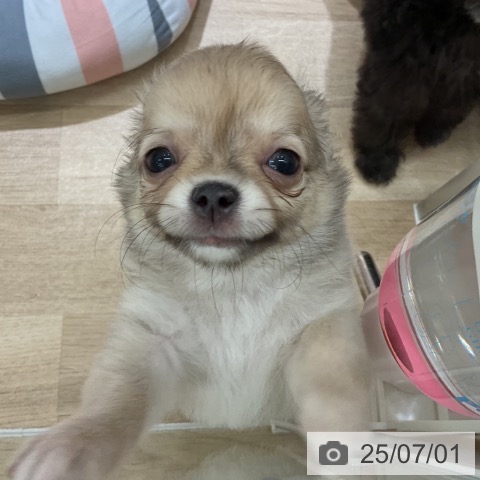 チワワの写真