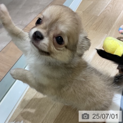 チワワの写真
