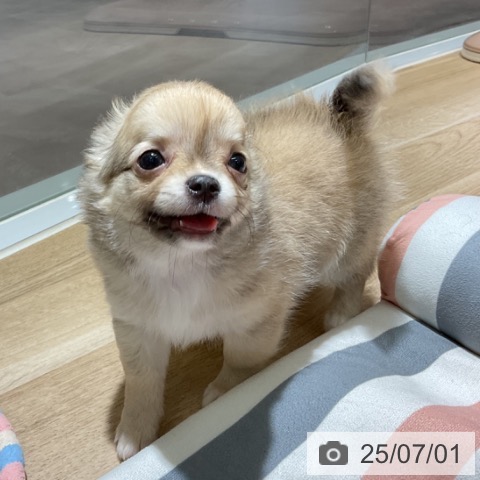 チワワの写真
