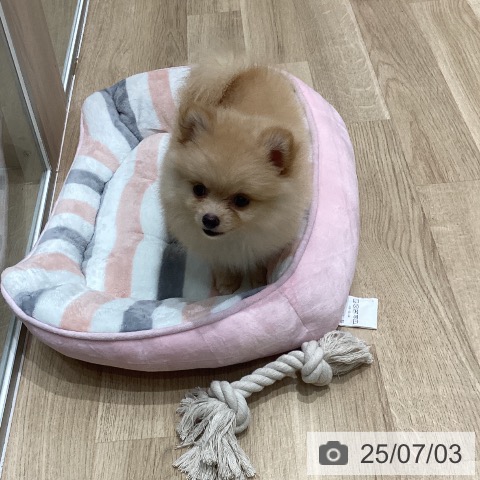 ポメラニアンの写真
