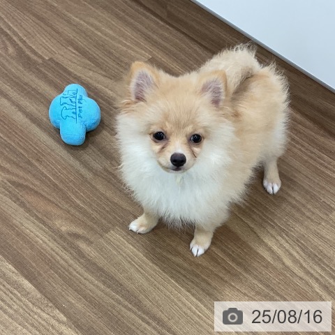 ポメラニアンの写真