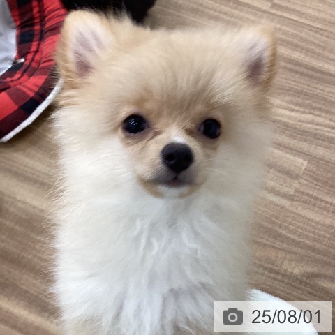ポメラニアンの写真