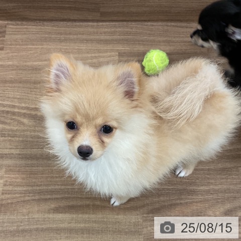 ポメラニアンの写真