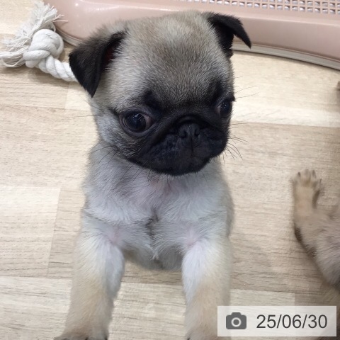 パグの写真