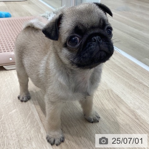 パグの写真