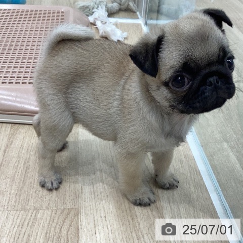 パグの写真