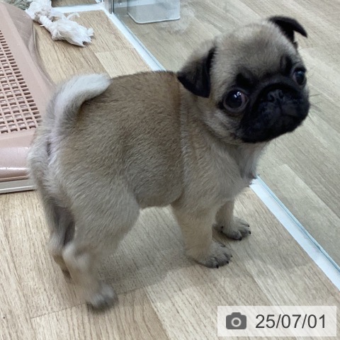 パグの写真