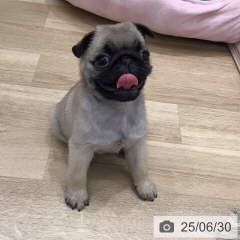 パグの写真