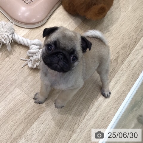 パグの写真