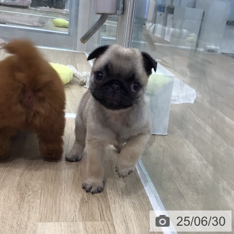 パグの写真