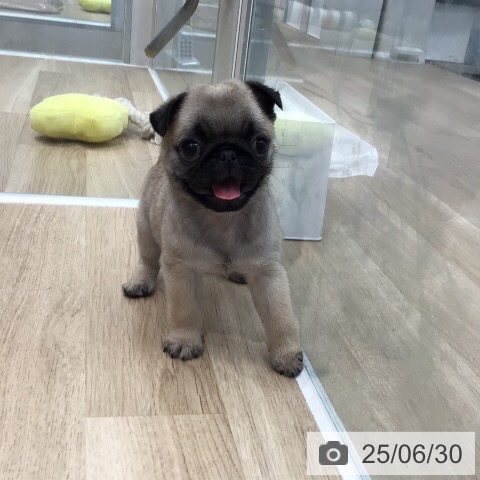 パグの写真