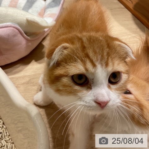 スコティッシュフォールドの写真