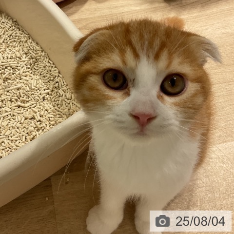スコティッシュフォールドの写真