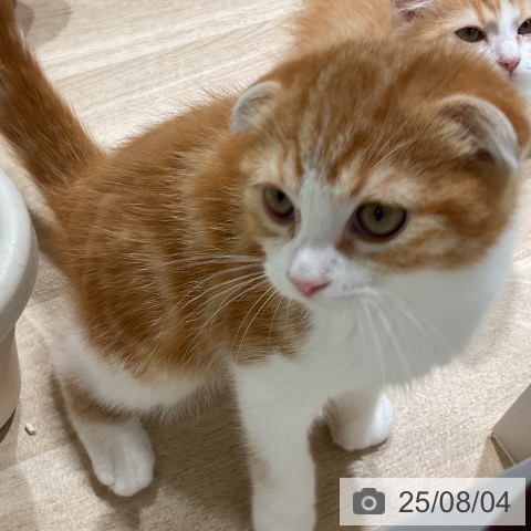 スコティッシュフォールドの写真