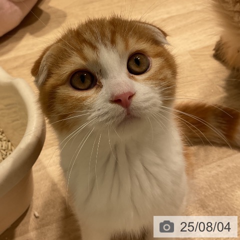 スコティッシュフォールドの写真