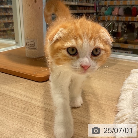 スコティッシュフォールドの写真